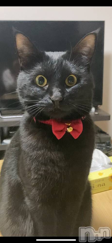 Įʥå륺СLUAR(륢) ʤʤ1211ְ̥֥ǭΤ🐱