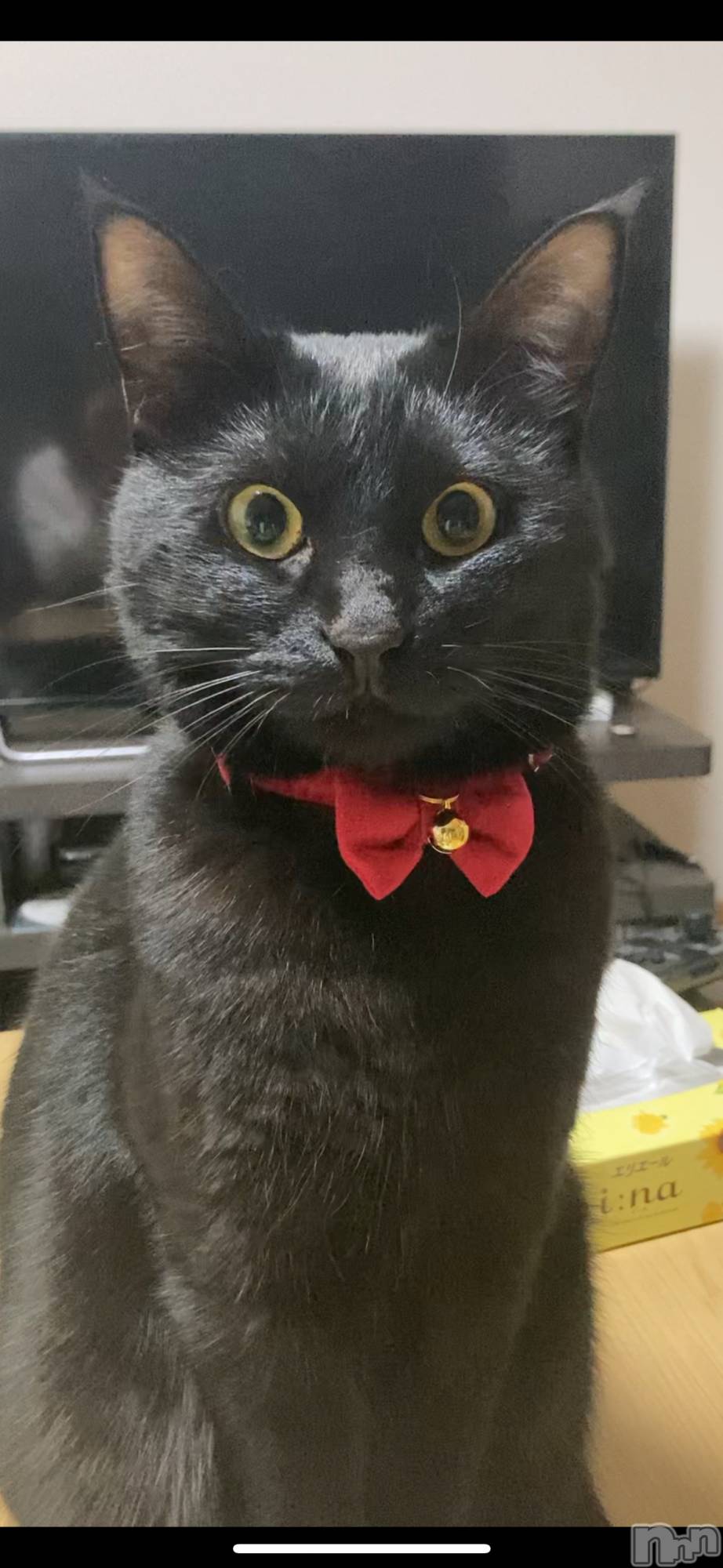 Įʥå륺СLUAR(륢) 2025ǯ1211ְ̥֥ǭΤ🐱