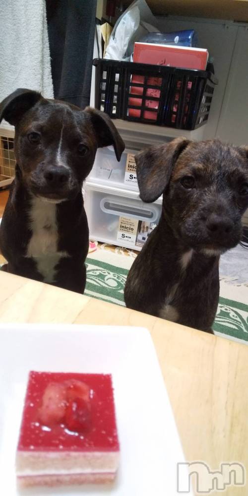 ����������ʥå��������륺�С����饪���ϥ��ܡ���bar���ͻ���(���饪���ϥ��ܡ���С��ӥ��󥷥ޥ�) �Ҥʤ�1��15���̥�֥�����🐶��