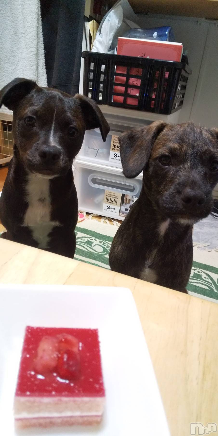 ����������ʥå��������륺�С����饪���ϥ��ܡ���bar���ͻ���(���饪���ϥ��ܡ���С��ӥ��󥷥ޥ�) ��2026ǯ1��15���̥�֥�����🐶��