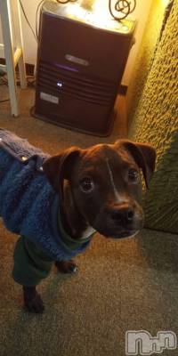 ����������ʥå��������륺�С����饪���ϥ��ܡ���bar���ͻ���(���饪���ϥ��ܡ���С��ӥ��󥷥ޥ�) �Ҥʤ�1��25���̥�֥�����🐶��