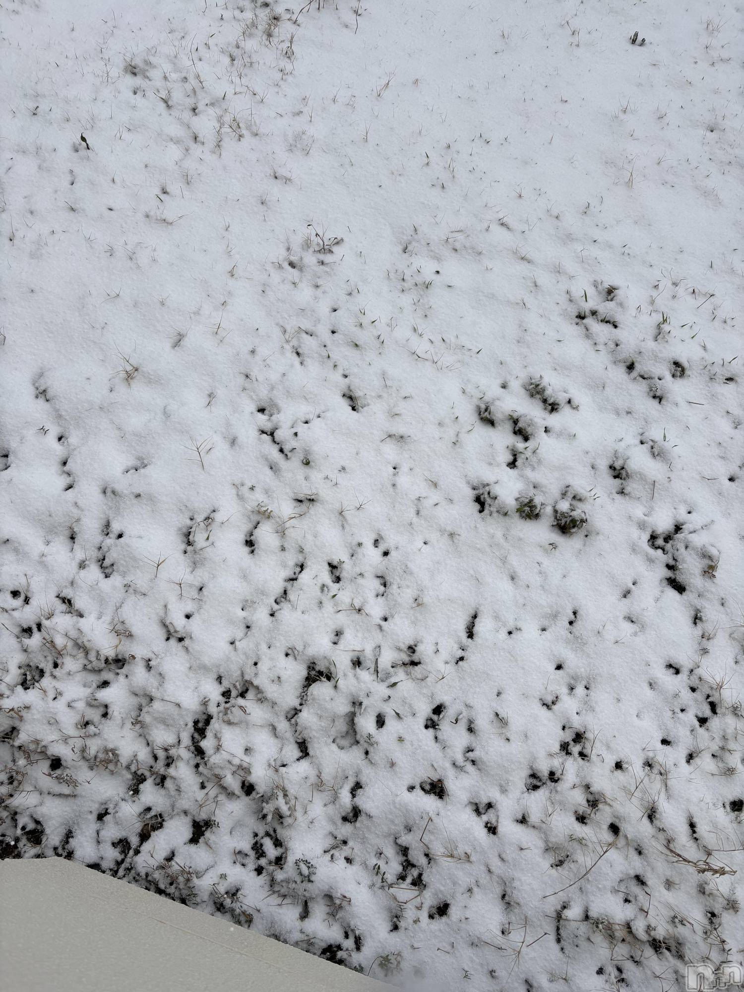 ����ȯ����ѥ˥��󥯥�ֿ��㥳��ѥ˥��󥯥�ֲ���(�˥���������ѥ˥��󥯥�֥ϥʥ�) ��2026ǯ1��20���̥�֥����֤��Ϥ褦�������ޤ�☃️��