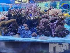 新潟デリヘル新潟市鳥屋野潟ちゃんこ(ニイガタシトヤノガタチャンコ) ひなた(33)の12月8日写メブログ「ありがとうございました✨」