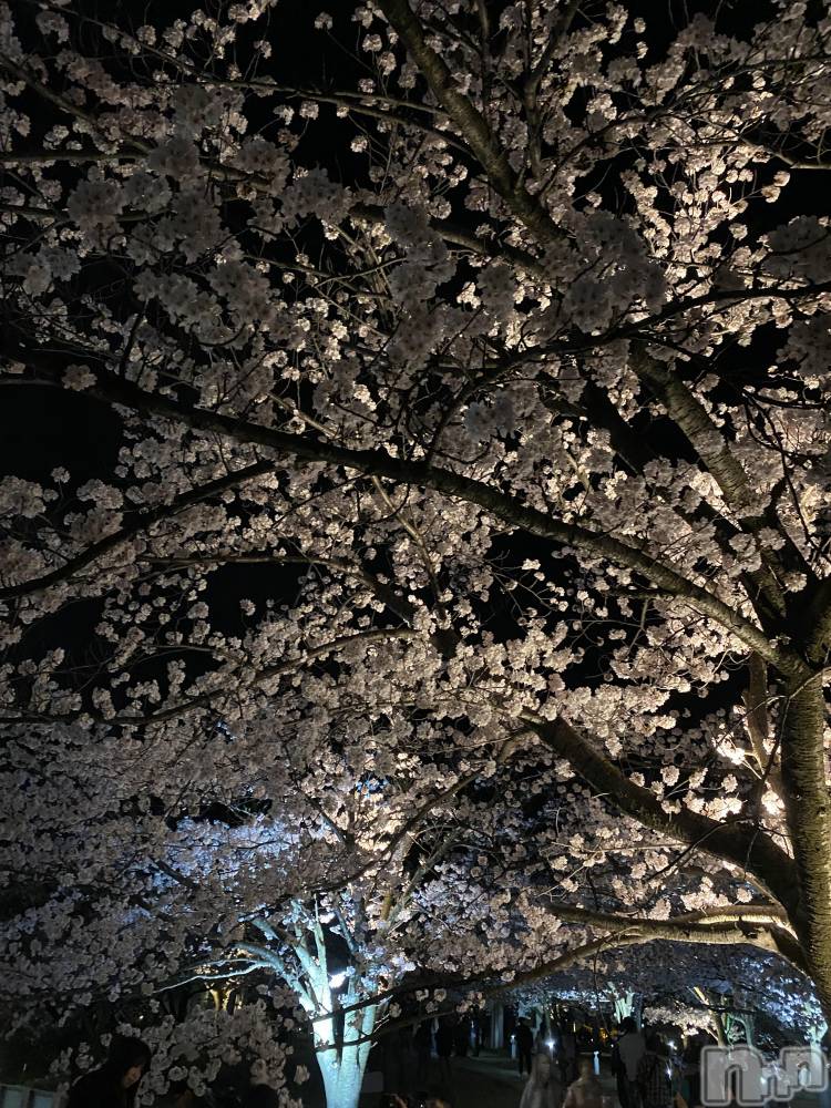 ����������ʥå��������륺�С�ROYAL ONE(���������) ��������4��8���̥�֥����֤��ָ�🌸��