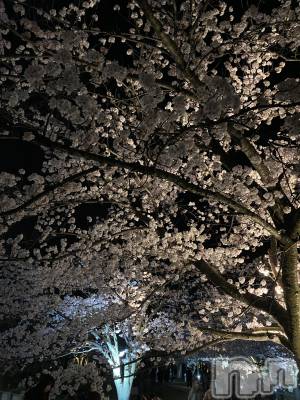 ����������ʥå��������륺�С�ROYAL ONE(���������) ��������4��8���̥�֥����֤��ָ�🌸��