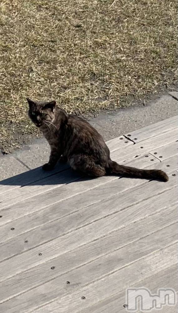 ����������ʥå��������륺�С�SNACK Himawari(���ʥå��ҥޥ��) �ߤ��3��25���̥�֥�����ฅ^•��•^ฅ��