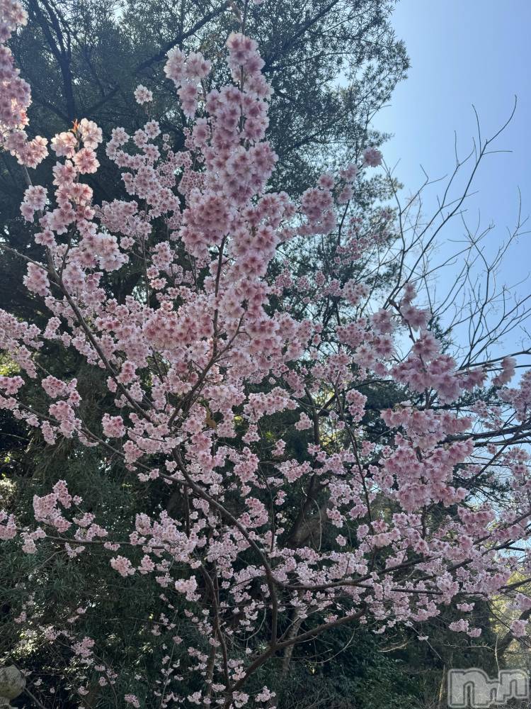 ����������ʥå��������륺�С�SNACK Himawari(���ʥå��ҥޥ��) �ߤ��4��1���̥�֥�����4��🌸��