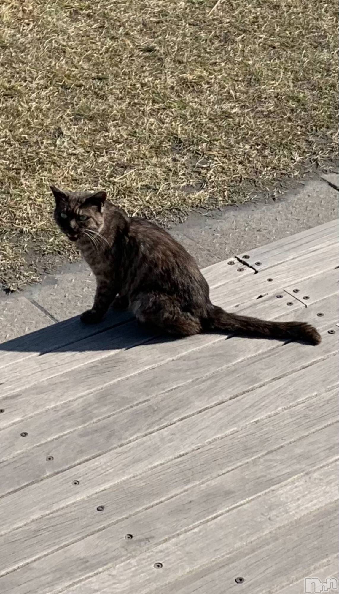 ����������ʥå��������륺�С�SNACK Himawari(���ʥå��ҥޥ��) ��2026ǯ3��25���̥�֥�����ฅ^•��•^ฅ��