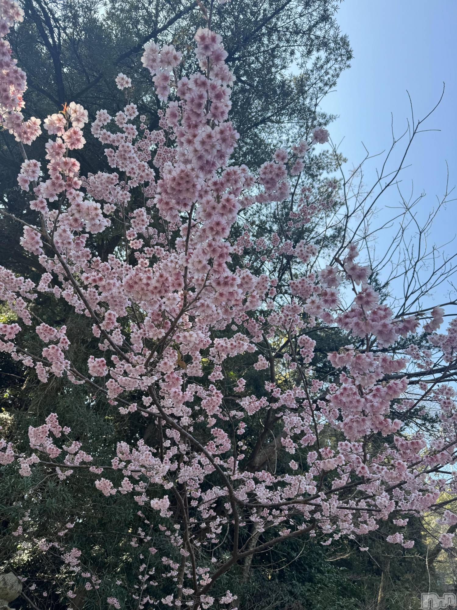 ����������ʥå��������륺�С�SNACK Himawari(���ʥå��ҥޥ��) ��2026ǯ4��1���̥�֥�����4��🌸��