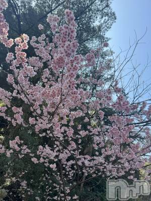 ����������ʥå��������륺�С�SNACK Himawari(���ʥå��ҥޥ��) �ߤ��4��1���̥�֥�����4��🌸��