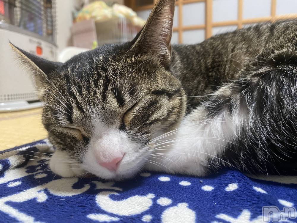 ��Į����Х��顦�����Daphne(���ե�) �ߤ��Ȥ�1��8���̥�֥�����ǭ�ۤ�🐾��