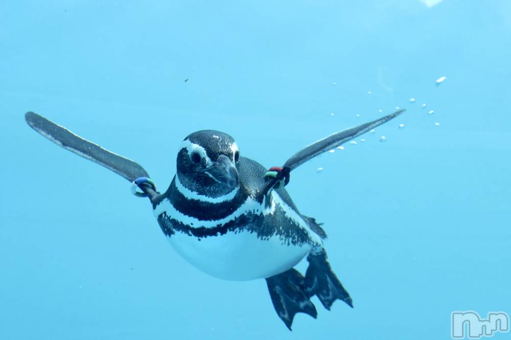 ��Į����Х��顦�����Daphne(���ե�) �ߤ��Ȥ�1��14���̥�֥���������❣️��