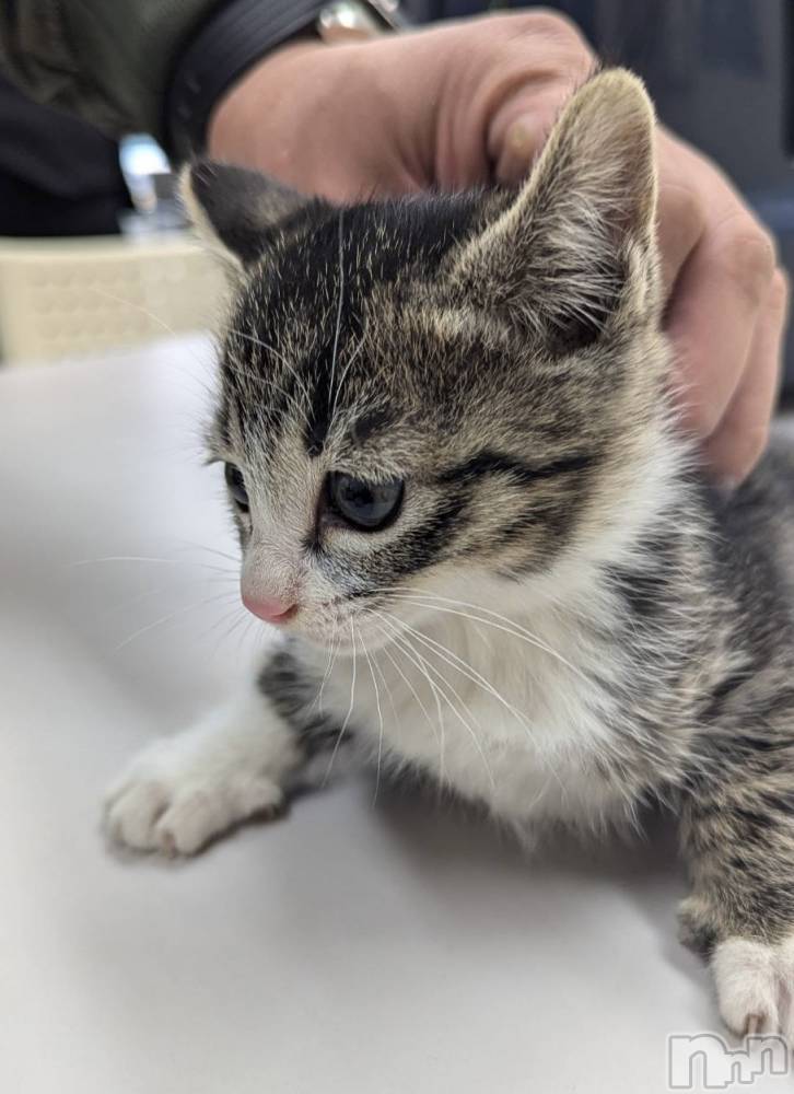 ��Į����Х��顦�����Daphne(���ե�) �ߤ��Ȥ�4��1���̥�֥�������Ĺ🐾��