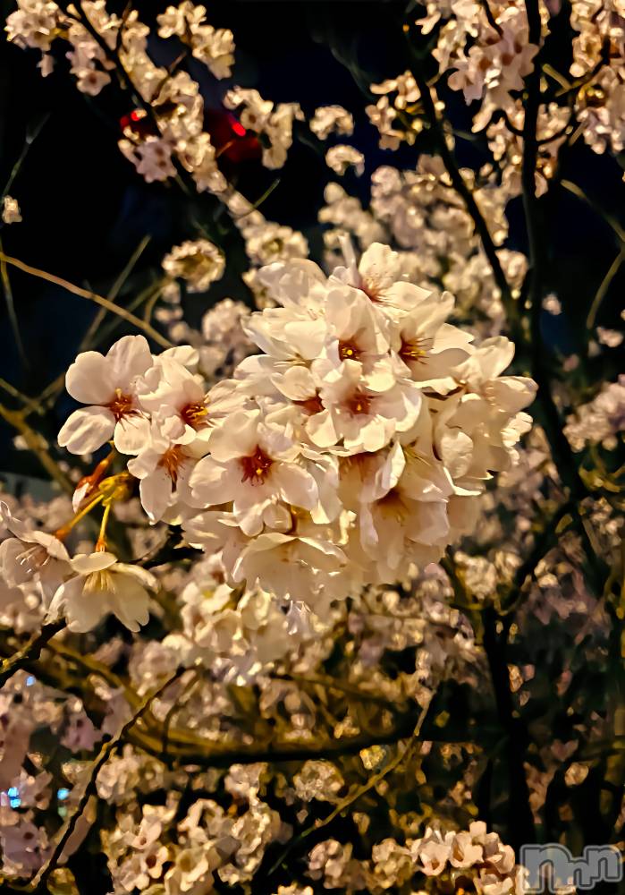 ��Į����Х��顦�����Daphne(���ե�) �ߤ��Ȥ�4��8���̥�֥����ֺ���🌸��