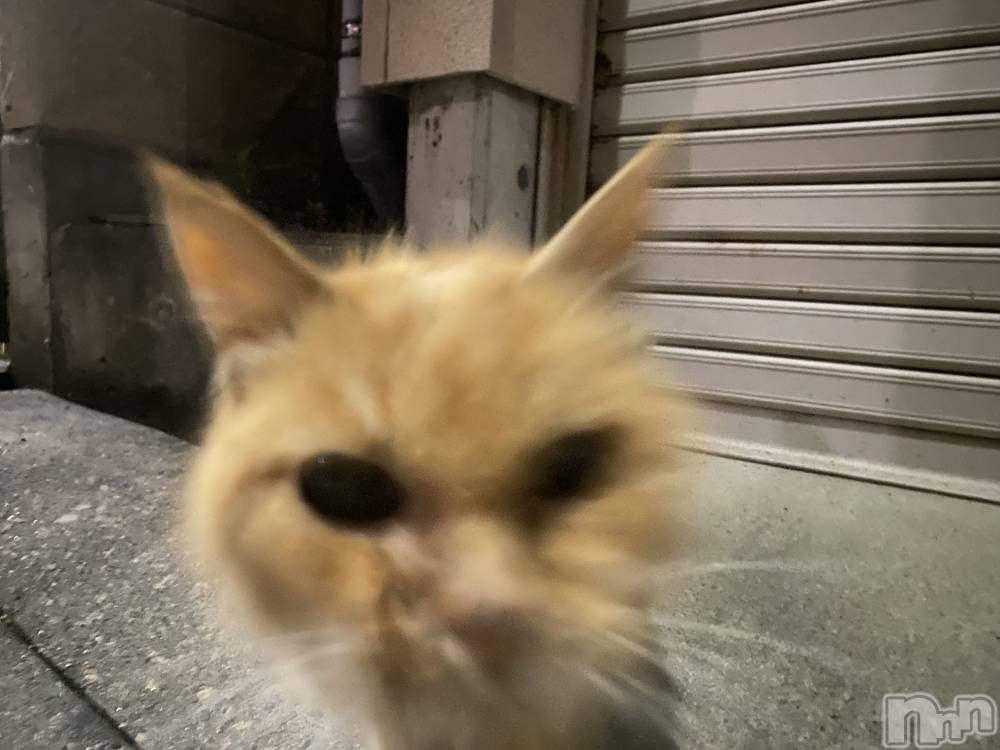 ��Į����Х��顦�����Daphne(���ե�) �ߤ��Ȥ�4��28���̥�֥���������🐱��