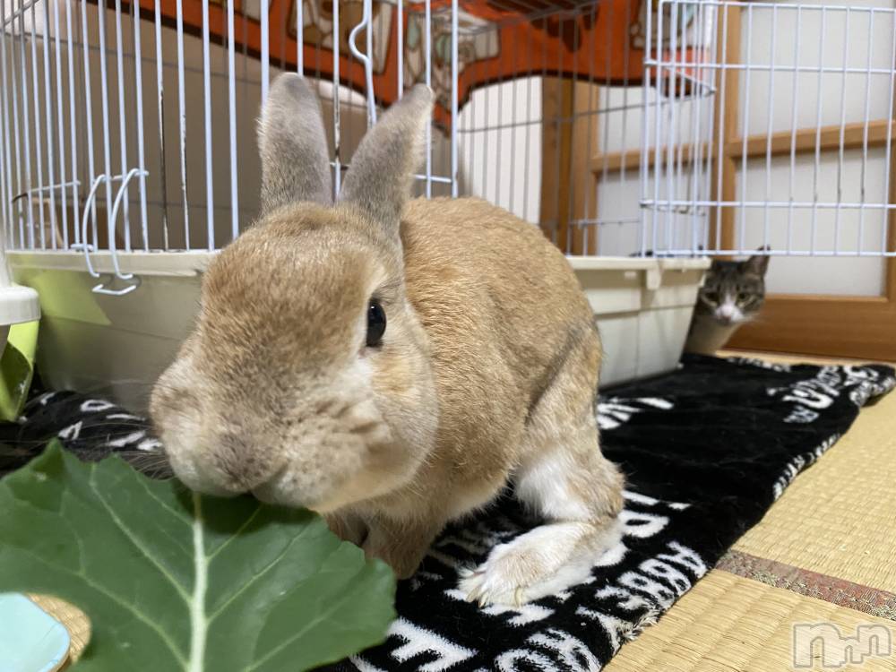 ��Į����Х��顦�����Daphne(���ե�) �ߤ��Ȥ�6��11���̥�֥�����🐰��