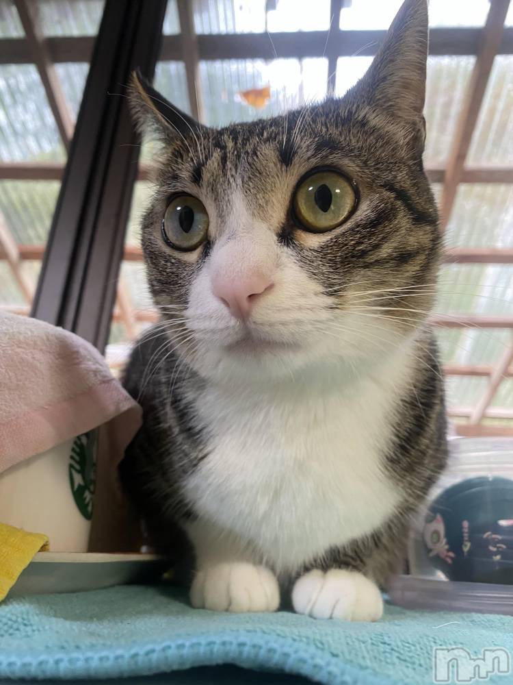��Į����Х��顦�����Daphne(���ե�) �ߤ��Ȥ�6��23���̥�֥����֤ˤ��🐱��