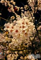 ��Į����Х��顦�����Daphne(���ե�) �ߤ��Ȥ�4��8���̥�֥����ֺ���🌸��