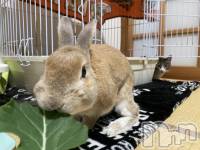 ��Į����Х��顦�����Daphne(���ե�) �ߤ��Ȥ�6��11���̥�֥�����🐰��
