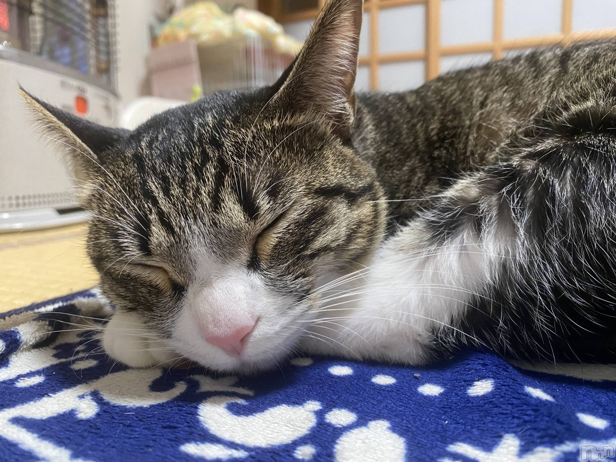 ��Į����Х��顦�����Daphne(���ե�) ��2026ǯ1��8���̥�֥�����ǭ�ۤ�🐾��