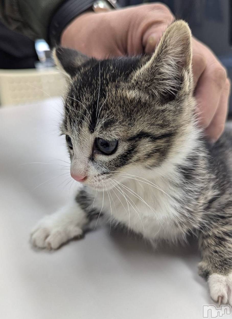 ��Į����Х��顦�����Daphne(���ե�) ��2026ǯ4��1���̥�֥�������Ĺ🐾��