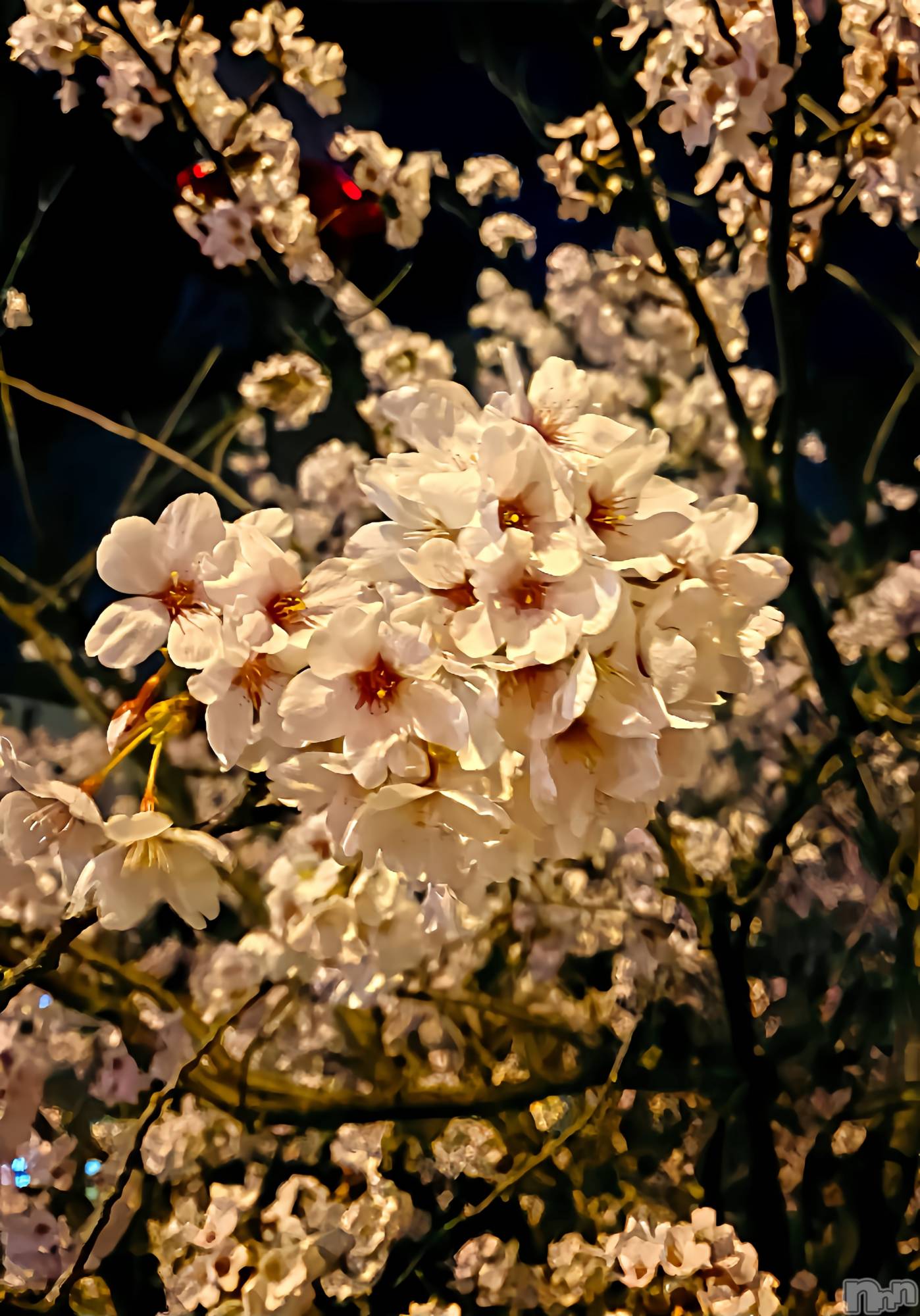 ��Į����Х��顦�����Daphne(���ե�) ��2026ǯ4��8���̥�֥����ֺ���🌸��