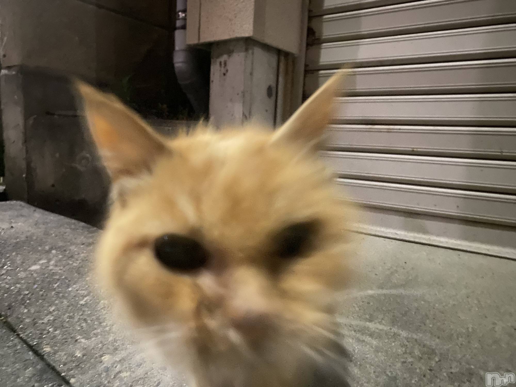 ��Į����Х��顦�����Daphne(���ե�) ��2026ǯ4��28���̥�֥���������🐱��