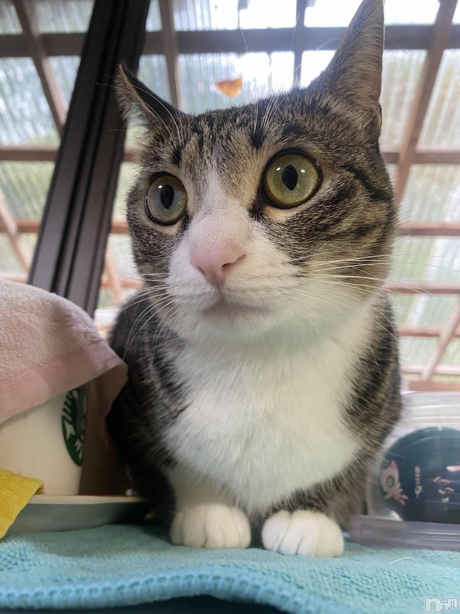 ��Į����Х��顦�����Daphne(���ե�) ��2026ǯ6��23���̥�֥����֤ˤ��🐱��