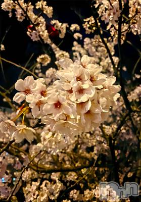 ��Į����Х��顦�����Daphne(���ե�) �ߤ��Ȥ�4��8���̥�֥����ֺ���🌸��