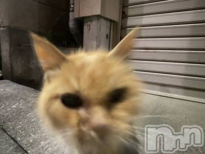 ��Į����Х��顦�����Daphne(���ե�) �ߤ��Ȥ�4��28���̥�֥���������🐱��