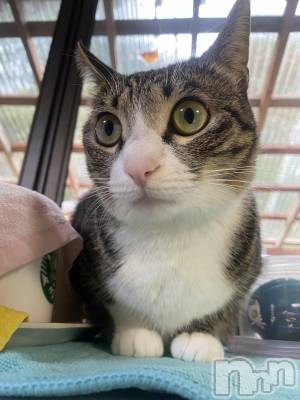 ��Į����Х��顦�����Daphne(���ե�) �ߤ��Ȥ�6��23���̥�֥����֤ˤ��🐱��