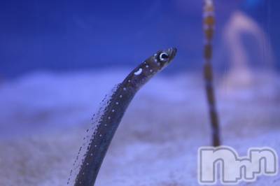 ��Į����Х��顦�����Daphne(���ե�) �ߤ��Ȥ�7��3���̥�֥�����🐬🐟🐠��