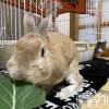 みさとの最新ブログ「🐰」