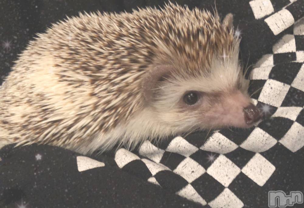 新潟デリヘルAbel-アベル-(アベル) あおい【体験】未経験Fカップ(25)の12月13日写メブログ「癒しの…😌」