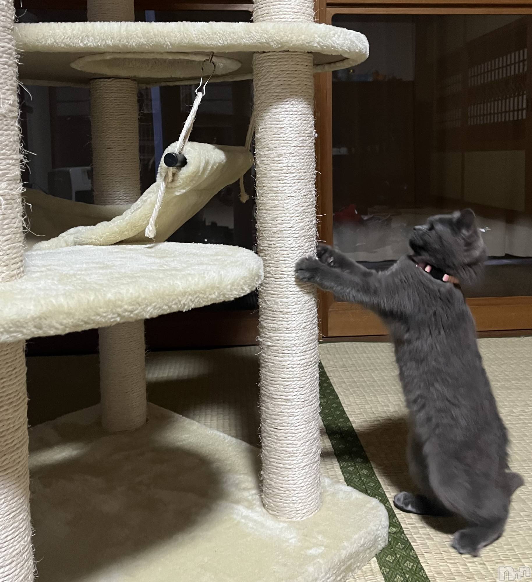 ��Į����Х��顦�����Lounge R Style(�饦�󥸥����륹������) ��2026ǯ1��4���̥�֥�����🐈��