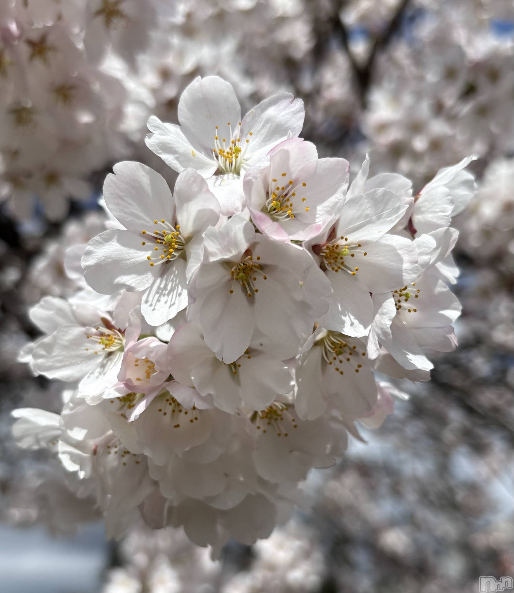 ��Į����Х��顦�����Lounge R Style(�饦�󥸥����륹������) ��2026ǯ4��5���̥�֥�����🌸��