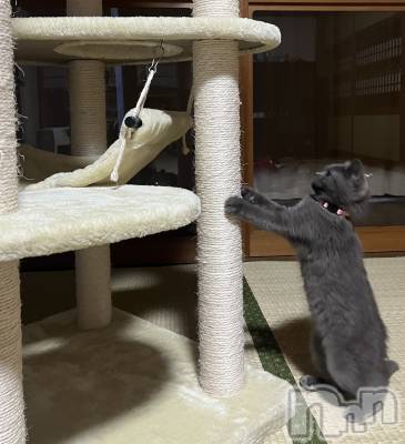 ��Į����Х��顦�����Lounge R Style(�饦�󥸥����륹������) ���(24)��1��4���̥�֥�����🐈��