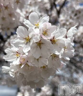 ��Į����Х��顦�����Lounge R Style(�饦�󥸥����륹������) ���(24)��4��5���̥�֥�����🌸��