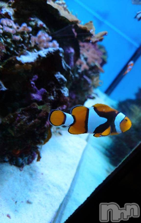 新潟デリヘル五十路マダム新潟店(カサブランカグループ)(イソジマダムニイガタテン) 浜辺さりな(57)の4月4日写メブログ「ニモにも逢えた♡」