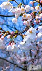 新潟デリヘル五十路マダム新潟店(カサブランカグループ)(イソジマダムニイガタテン) 浜辺さりな(57)の4月3日写メブログ「みた！？」