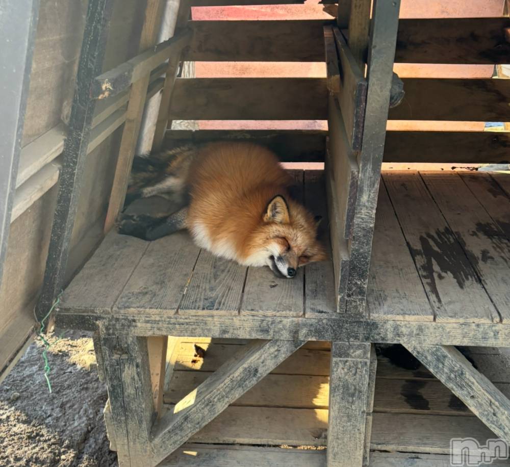 ��Į����Х��顦�����BELUGA(�٥롼��) ��Ť���1��3���̥�֥����������ޤ��Ƥ���ǤȤ��������ޤ�🎍��