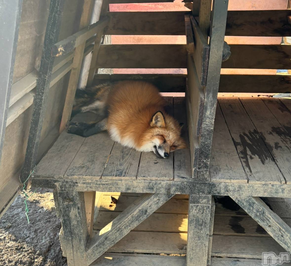 ��Į����Х��顦�����BELUGA(�٥롼��) ��2026ǯ1��3���̥�֥����������ޤ��Ƥ���ǤȤ��������ޤ�🎍��