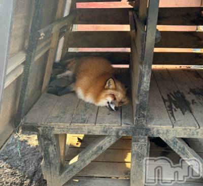��Į����Х��顦�����BELUGA(�٥롼��) ��Ť�(21)��1��3���̥�֥����������ޤ��Ƥ���ǤȤ��������ޤ�🎍��