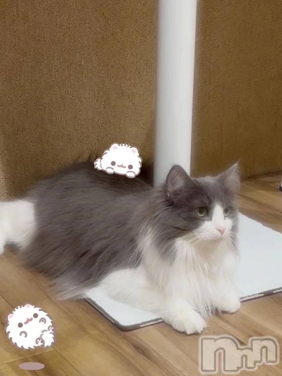 新潟デリヘル新潟デリヘル倶楽部(ニイガタデリヘルクラブ)うる(18)の2026年2月9日写メブログ「にゃんこ🐾」