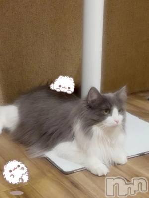 新潟デリヘル 新潟デリヘル倶楽部(ニイガタデリヘルクラブ) うる(18)の2月9日写メブログ「にゃんこ🐾」