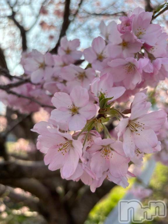 新潟デリヘル熟女の風俗 最終章(ジュクジョノフウゾクサイシュウショウ) なぎさ(42)の4月4日写メブログ「やっと、、、、🌸」