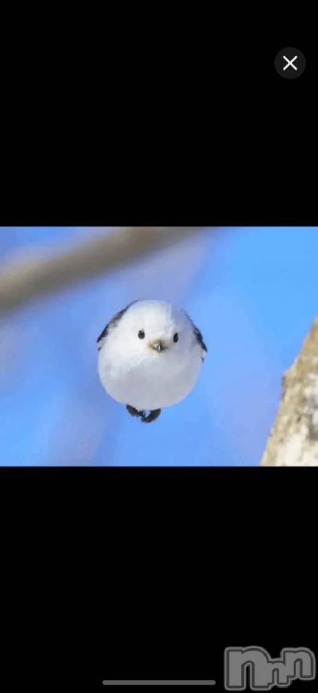 新潟デリヘル奥様特急 新潟店(オクサマトッキュウニイガタテン) しのぶ(45)の2月17日写メブログ「お詫び致します」