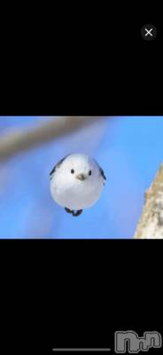 新潟デリヘル 奥様特急 新潟店(オクサマトッキュウニイガタテン) しのぶ(45)の2月17日写メブログ「お詫び致します」