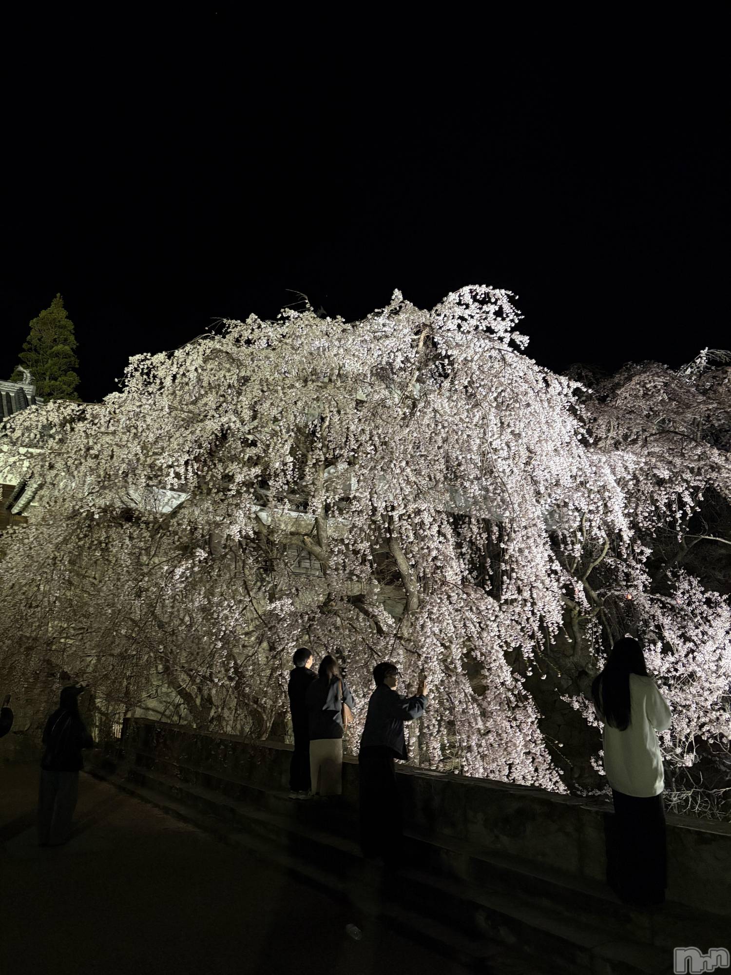 ���ץ���Х��顦�����CLUB BOSS(����� �ܥ�) ��2026ǯ4��11���̥�֥��������դ��ޤ�🌸��