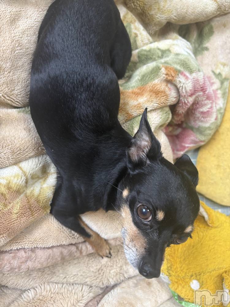 長野デリヘルStory ～人妻物語～(ストーリー) 極安☆おりん(44)の4月4日写メブログ「朝から！」